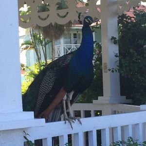 Meet your Posher, May